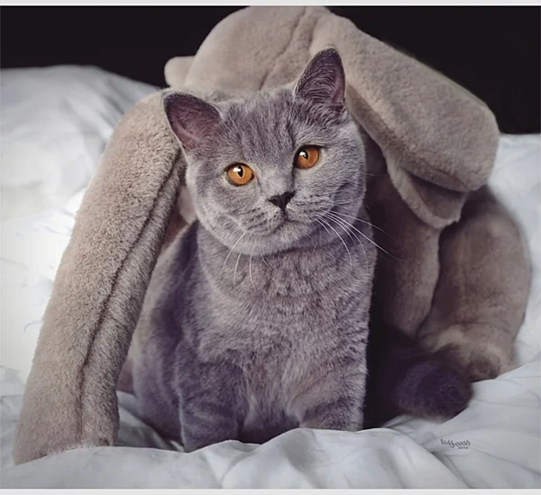 Britisch Kurzhaar Katze