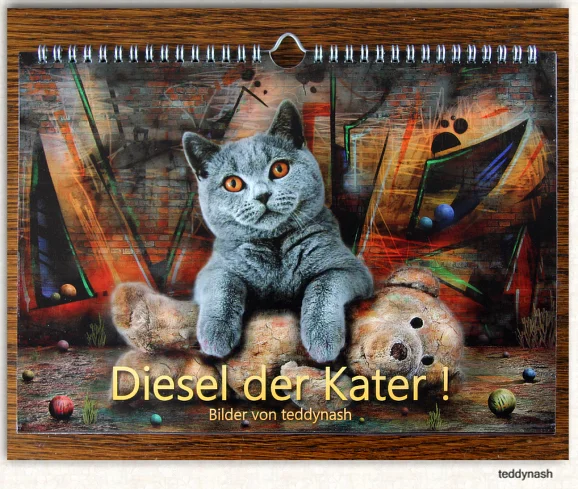 Britisch Kurzhaar Katze
