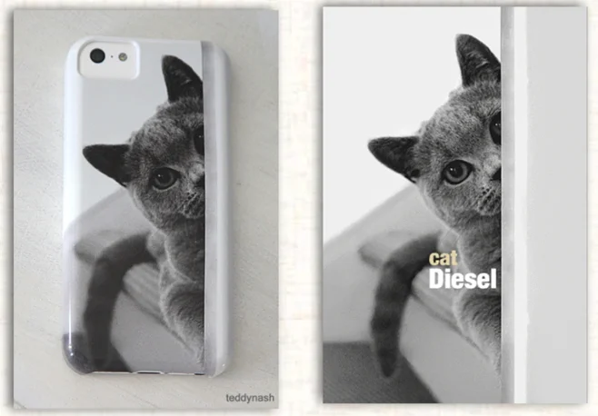 Britisch Kurzhaar Katze