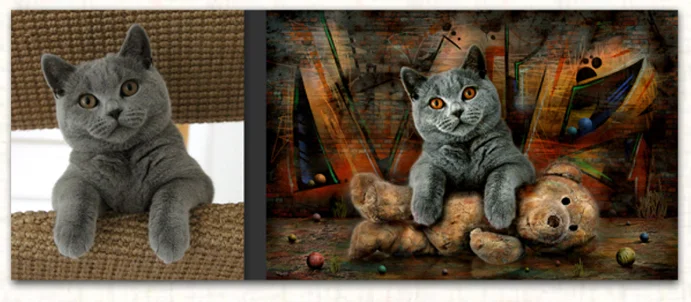 Britisch Kurzhaar Katze