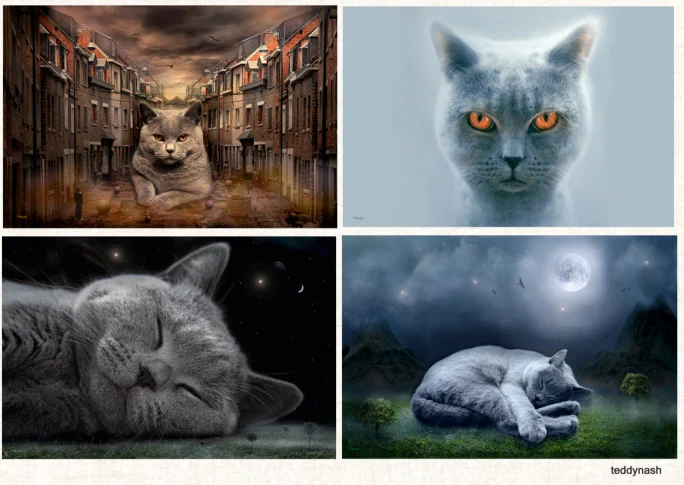 Britisch Kurzhaar Katze