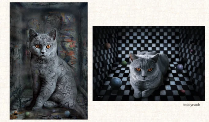Britisch Kurzhaar Katze