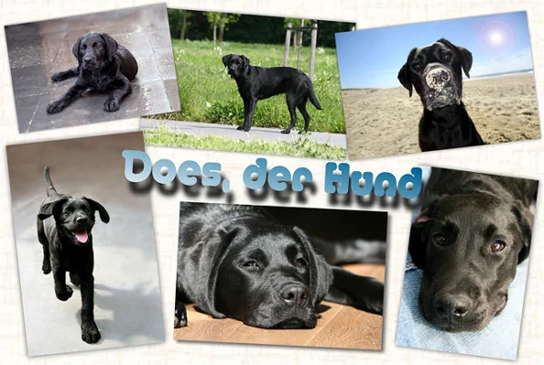 Does der Labrador Hund