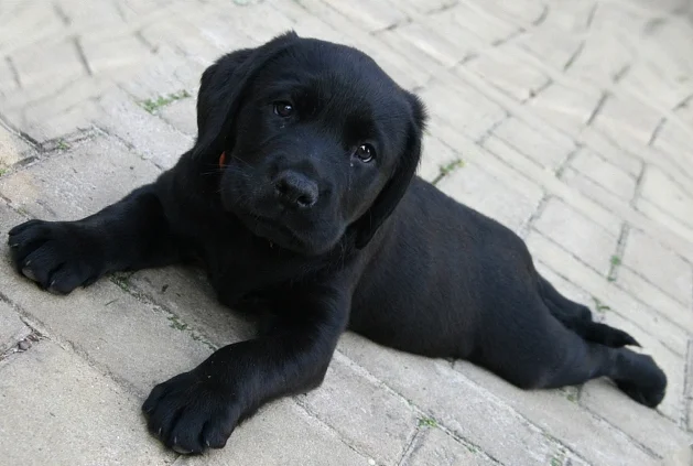 Does der Labrador Hund