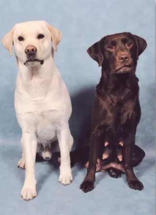 Does der Labrador Hund