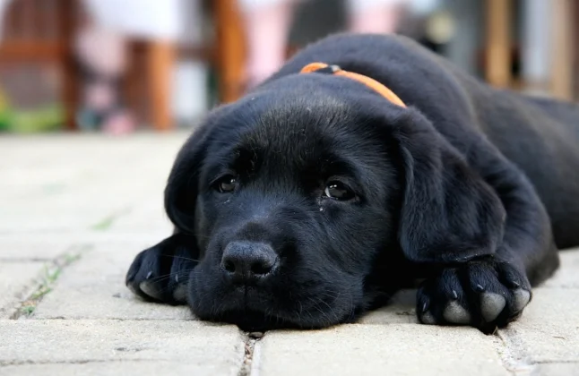 Does der Labrador Hund
