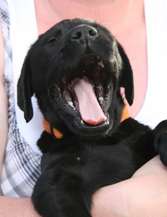 Does der Labrador Hund