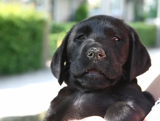 Does der Labrador Hund