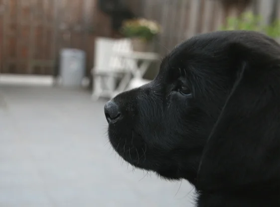 Does der Labrador Hund
