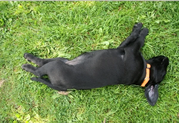 Does der Labrador Hund