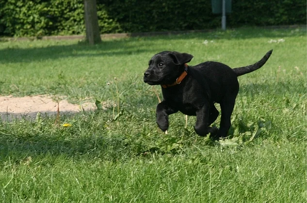 Does der Labrador Hund