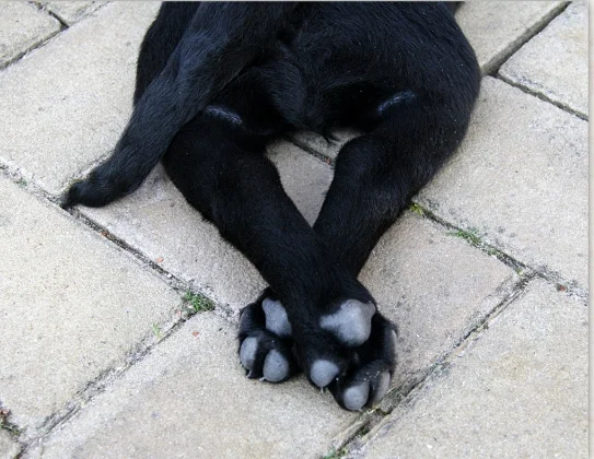 Does der Labrador Hund