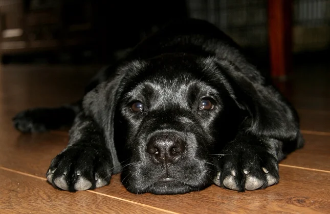Does der Labrador Hund