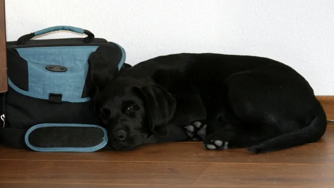 Does der Labrador Hund