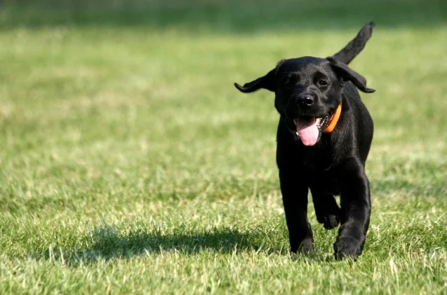 Does der Labrador Hund