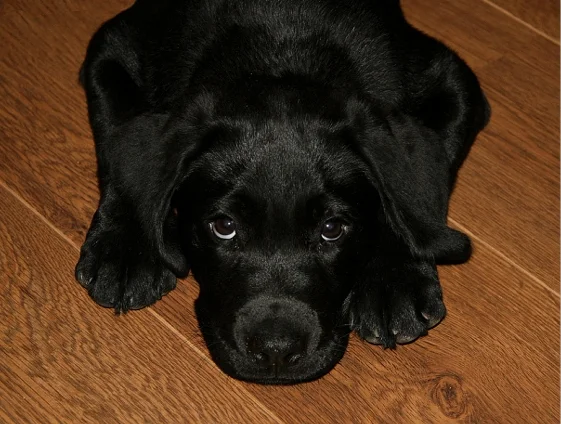 Does der Labrador Hund