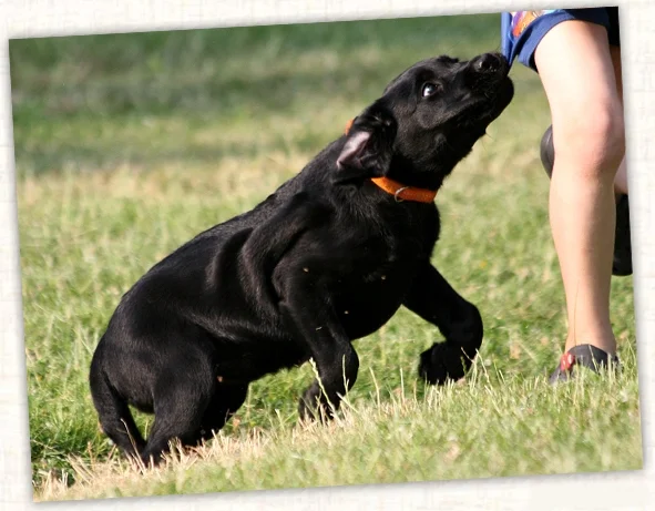 Does der Labrador Hund
