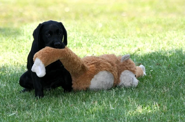 Does der Labrador Hund