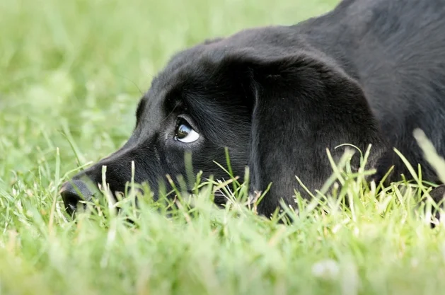 Does der Labrador Hund