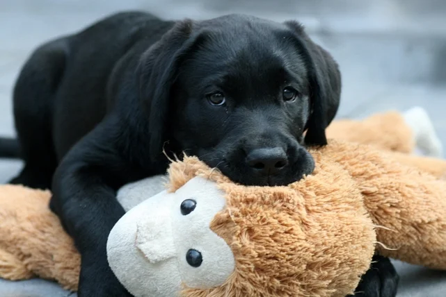 Does der Labrador Hund