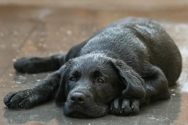 Does der Labrador Hund