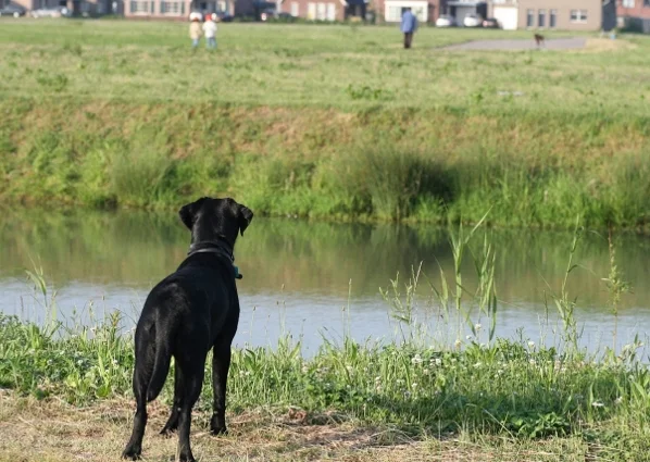 Does der Labrador Hund
