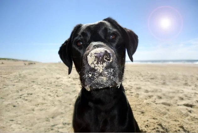 Does der Labrador Hund