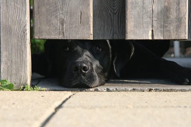 Does der Labrador Hund