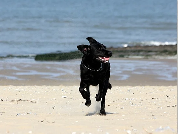 Does der Labrador Hund