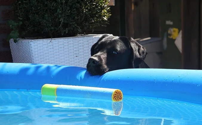 Does der Labrador Hund