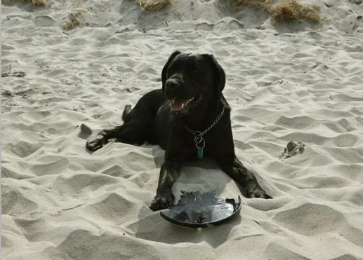 Does der Labrador Hund