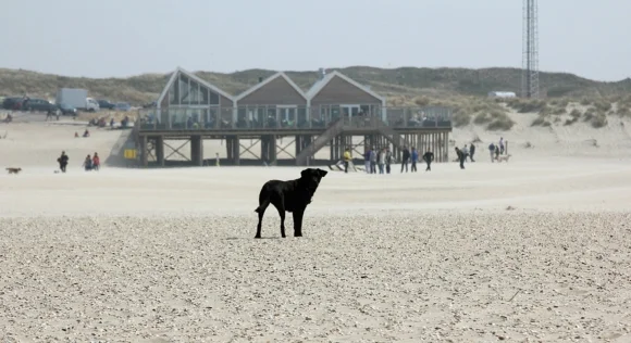 Does der Labrador Hund