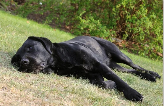 Does der Labrador Hund