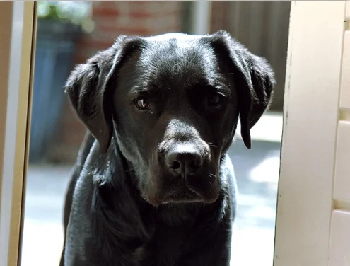 Does der Labrador Hund
