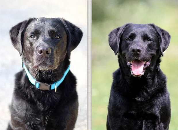 Does der Labrador Hund