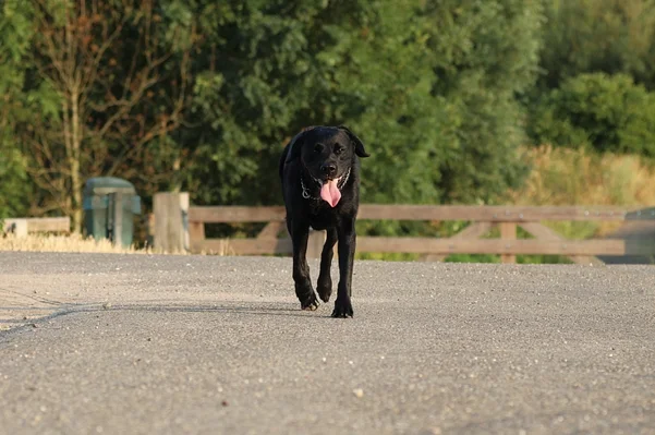 Does der Labrador Hund