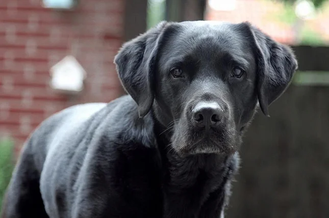 Does der Labrador Hund