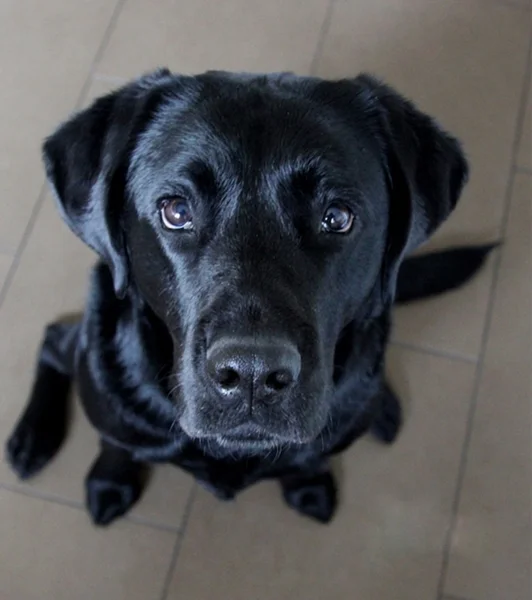 Does der Labrador Hund