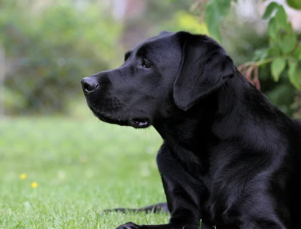 Does der Labrador Hund