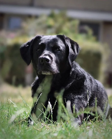 Does der Labrador Hund