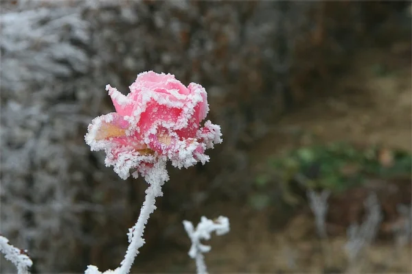 Eine von Raureif und Eis überzogene Rosenblüte an einem kalten Wintermorgen.