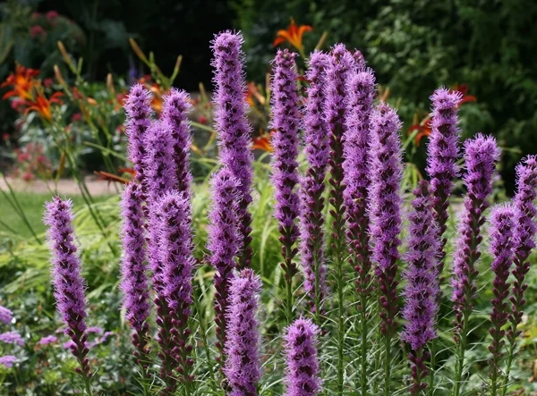 Naturbild von teddynash