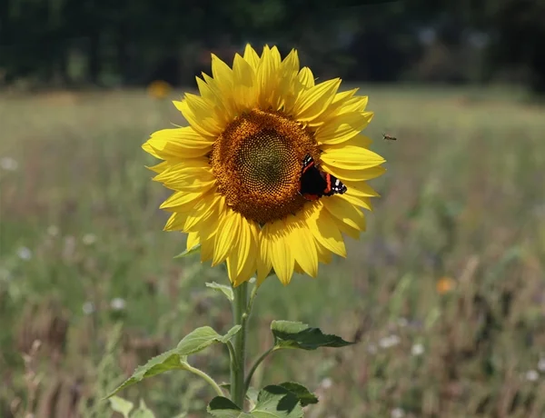 Naturbild von teddynash